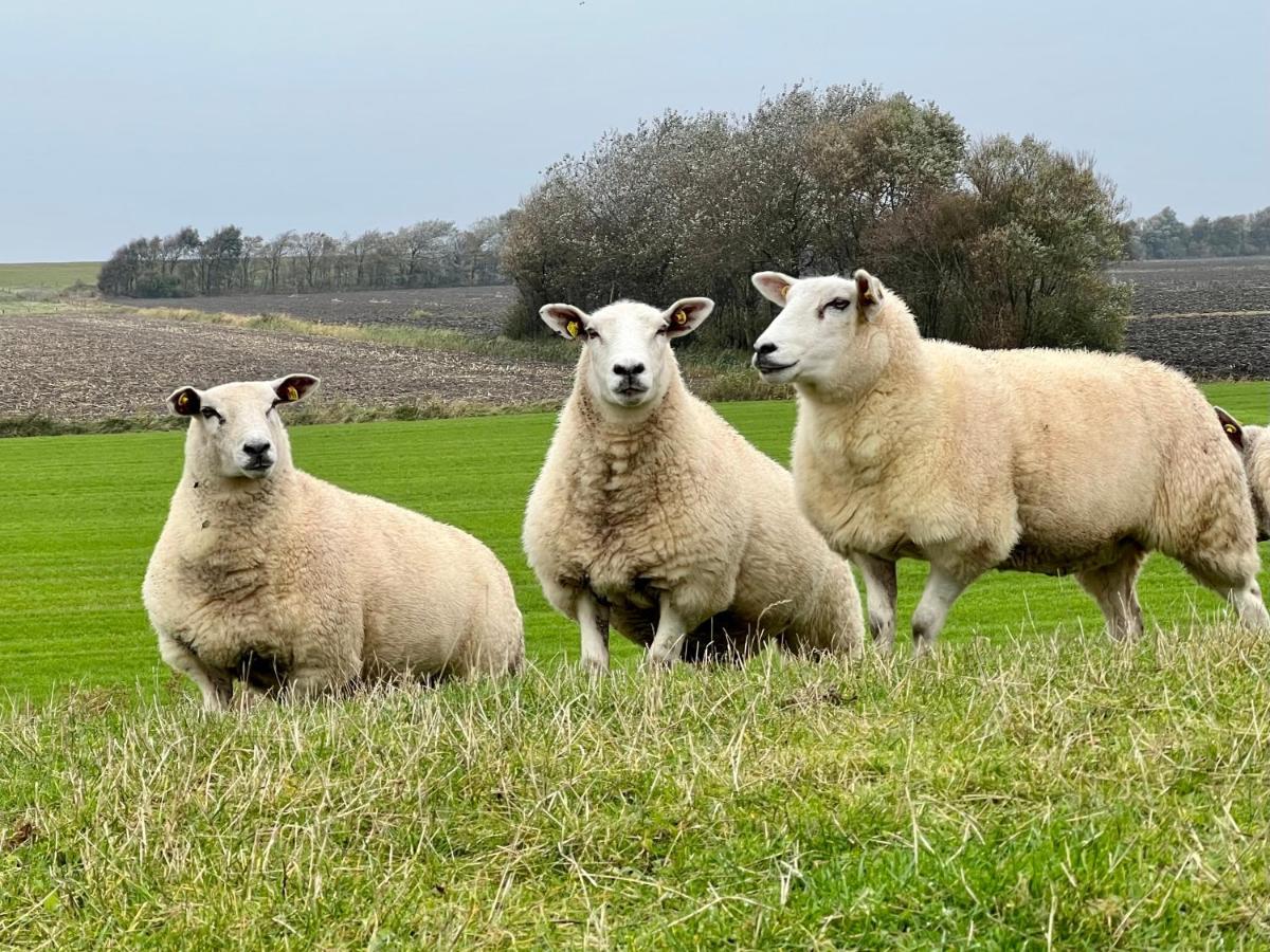 Reetkate Kaltenhoern Tetenbull Buitenkant foto